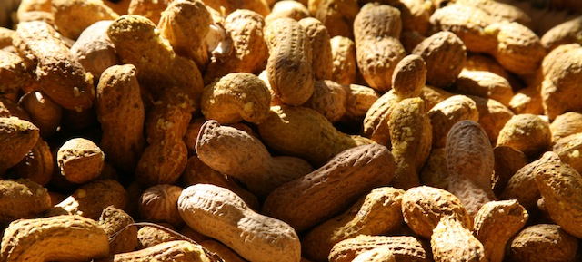 Amazing News For Peanut Allergy Sufferers